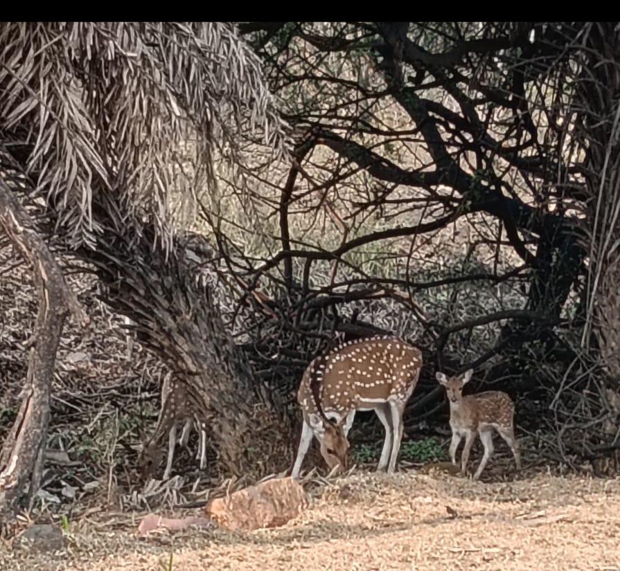 A deer family
